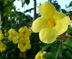 黃花朵朵