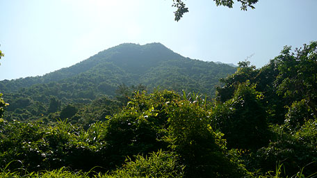 仰望馬尾脊