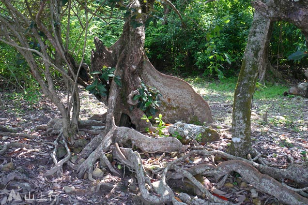 Looking-glass Tree