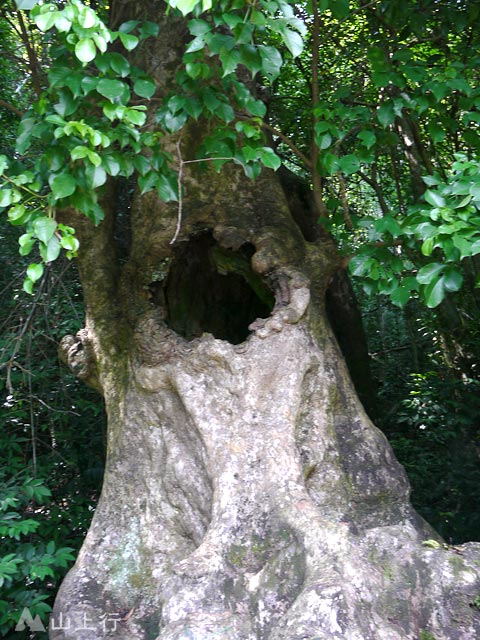 Hollow Tree