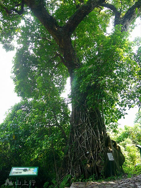 The banyan grows over the maple