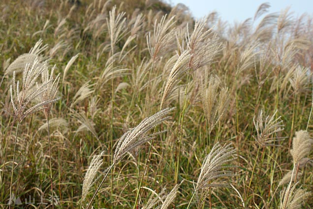 The silver grasses