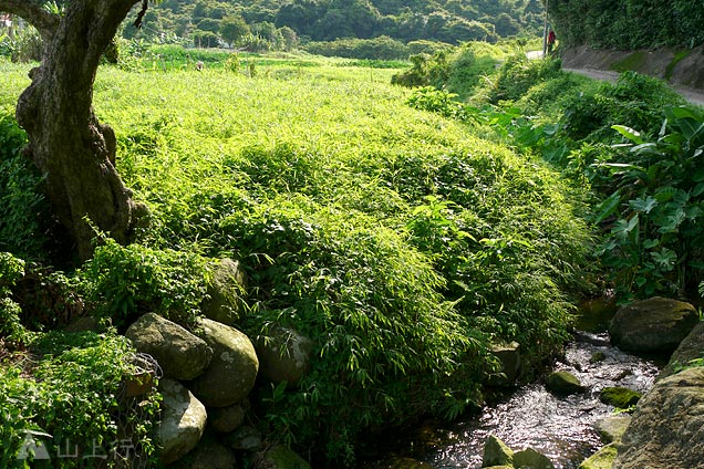 The lush grasses