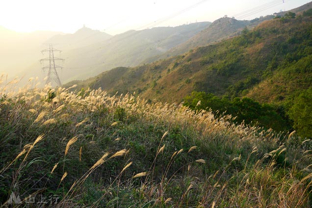 The silver grasses